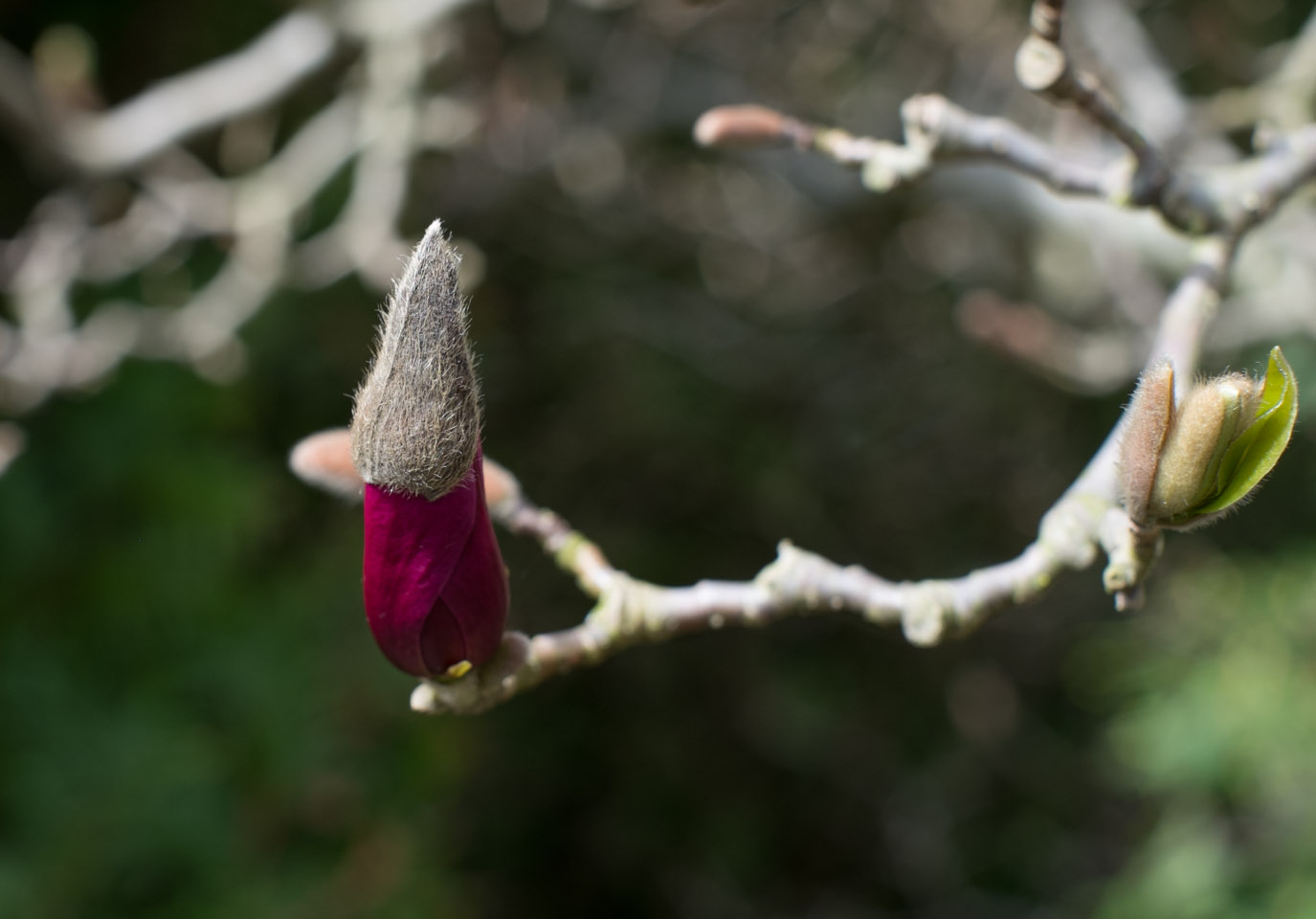 Emerging magnolia blossom