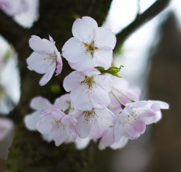 Sakura in Vancouver