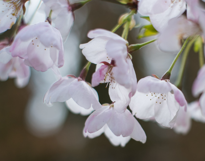 Sakura in Vancouver