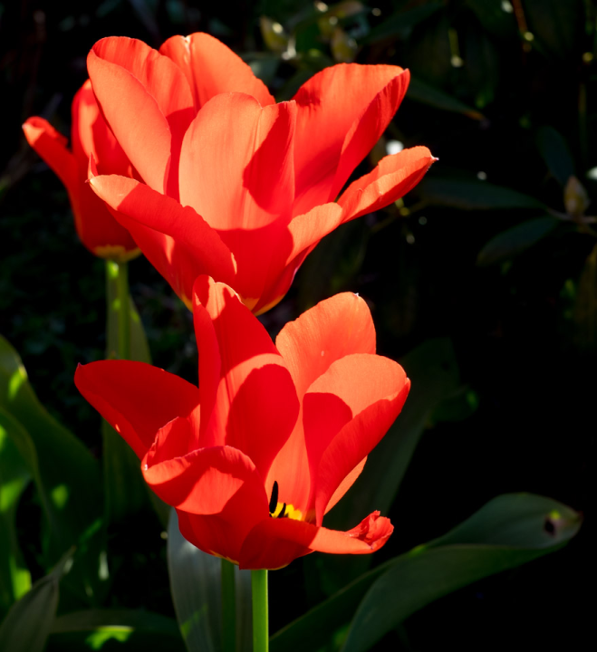 Spring tulip