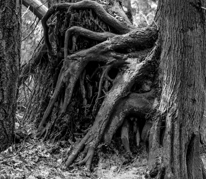 Tree growing on the corpse of another on Keats Island