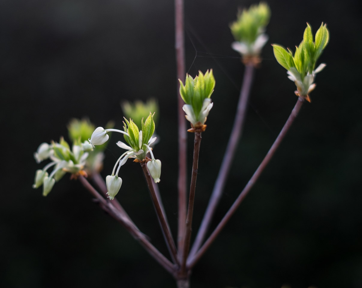 small white flowers with web