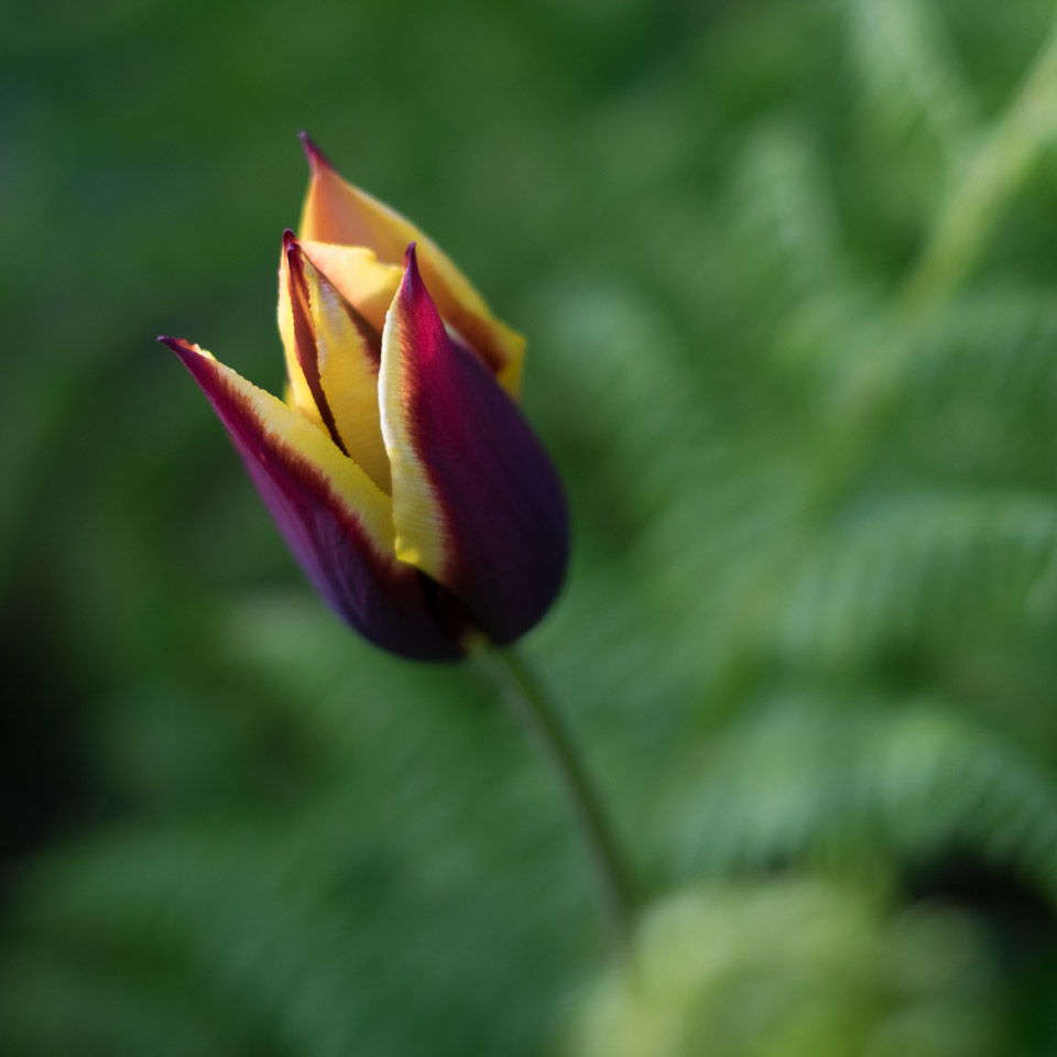 Yellow and violet tulip