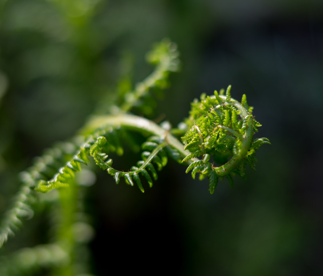 Fern fronds uncurling