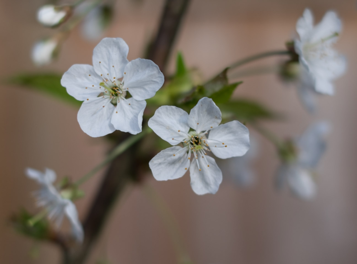 Cherry blossoms