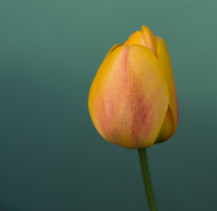 Orange and red tulip