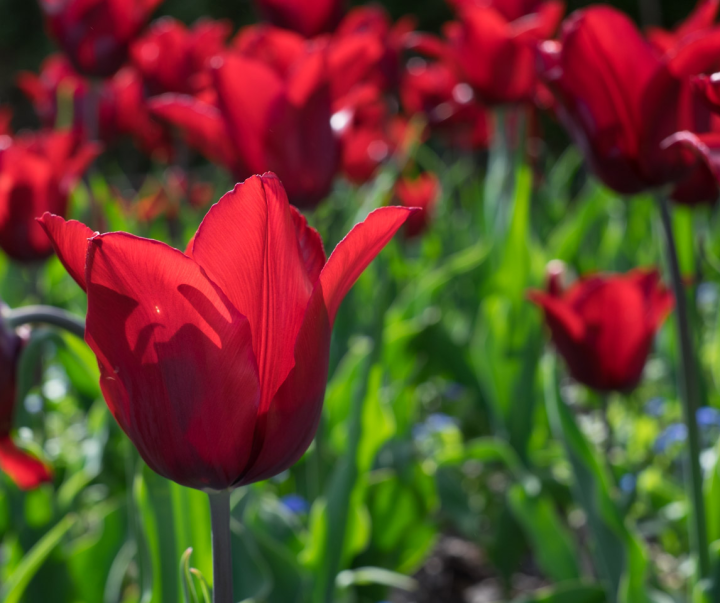 Back-lit tulip, F/5.6