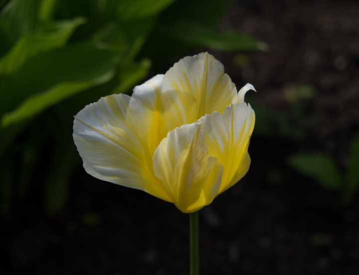 Tulip; Adobe Standard rendering