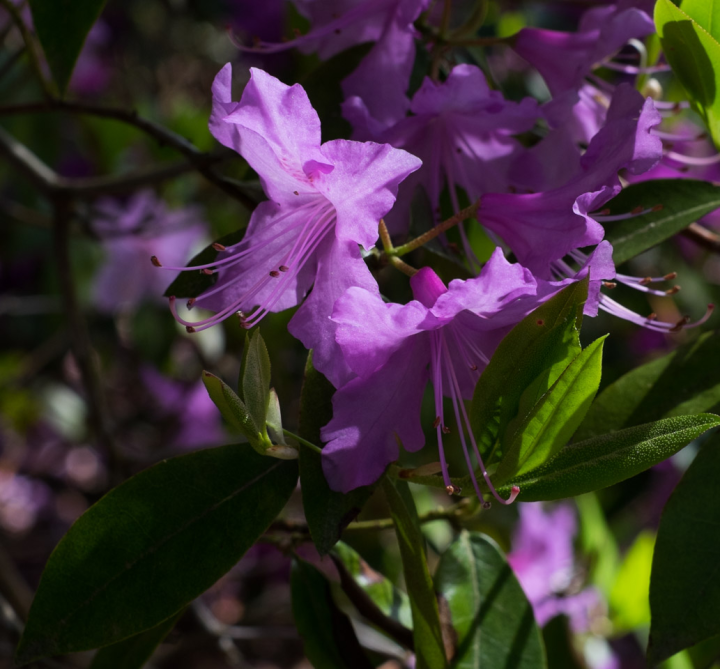 Inside violet rhododendrons