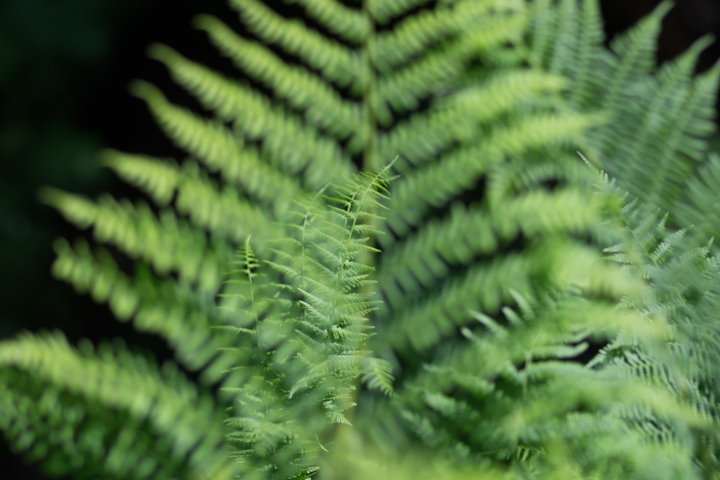 Ferns behind ferns
