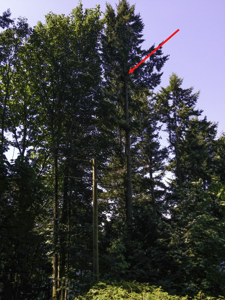 Tall tree with eagle’s nest