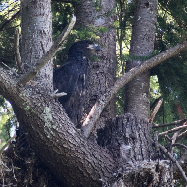 Half-grown eaglet