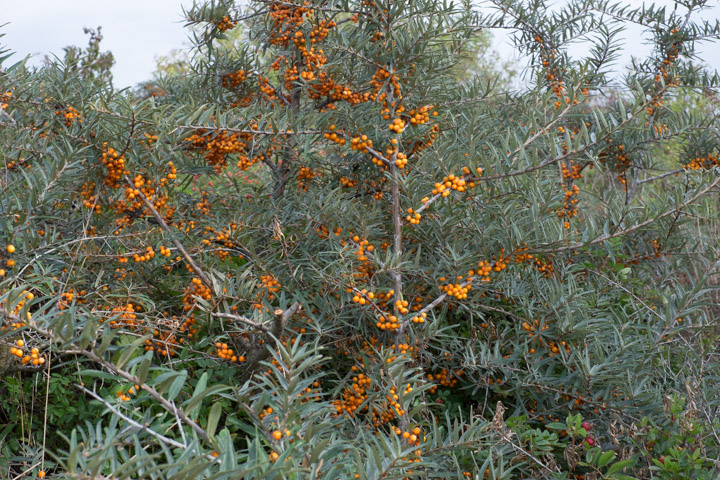 Orange berries at Nyborg