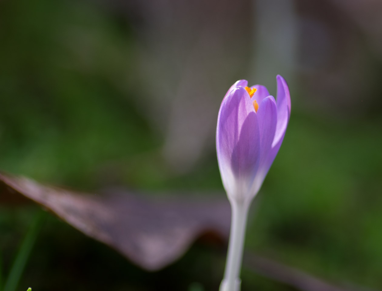 2015 Crocuses