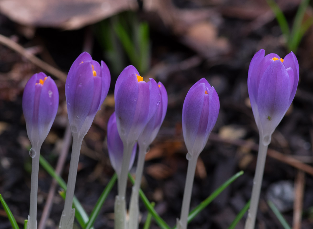 2015 Crocuses