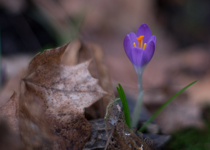 2015 Crocuses