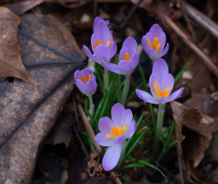 2015 Crocuses