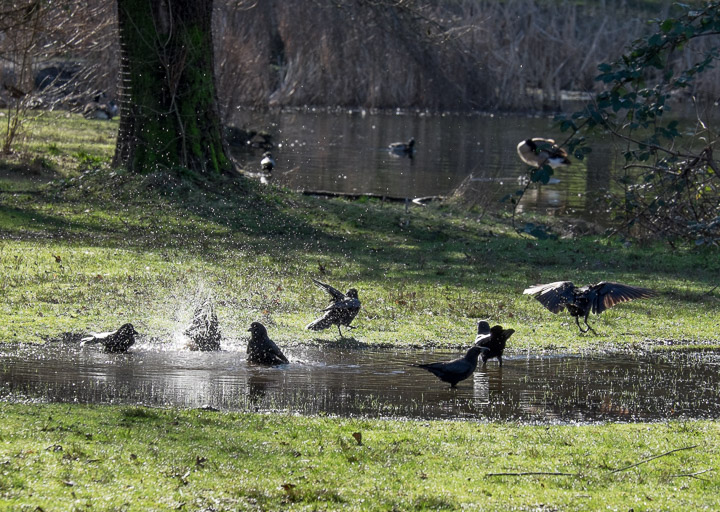 Crows bathing