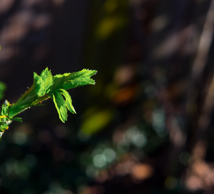 Backlit roseleaf