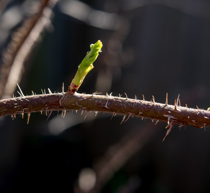 Backlit early rose branch