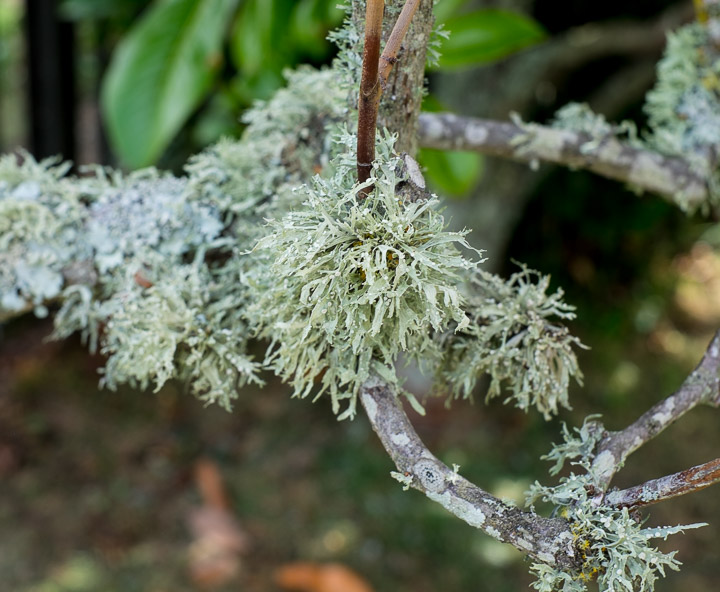 Auckland greenery