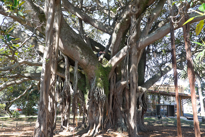 Banyan in Devonport