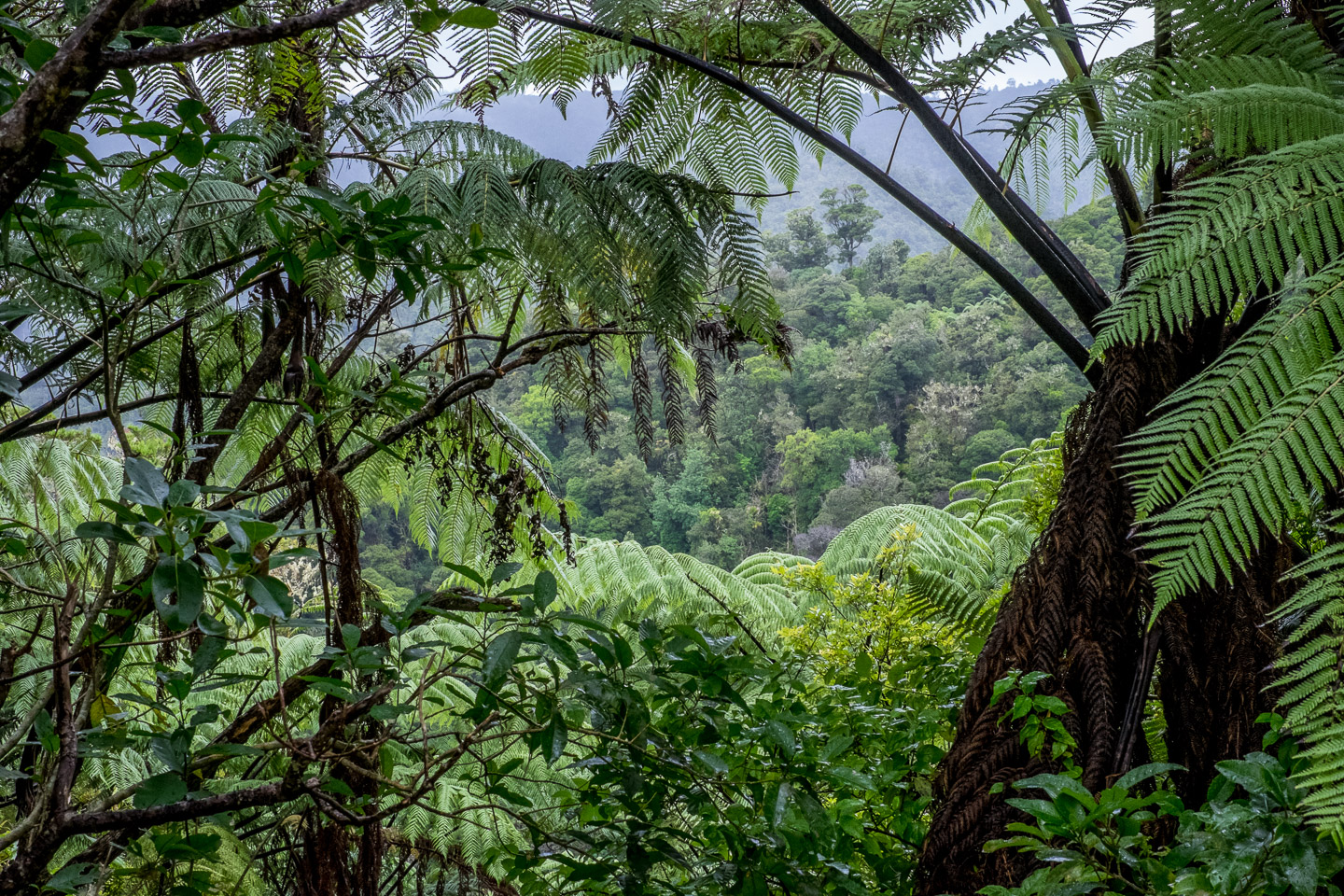 Green behind green behind green