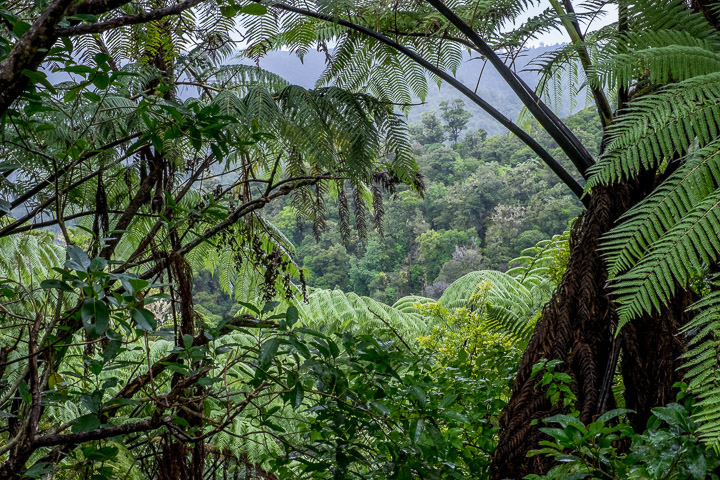 Green behind green behind green