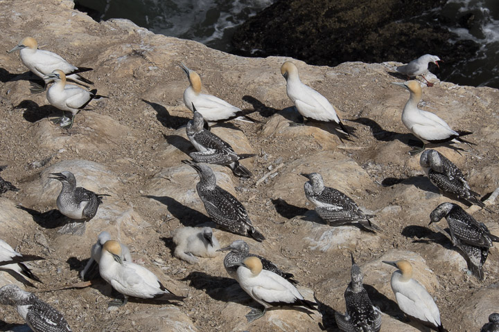 Gannets and a seagull