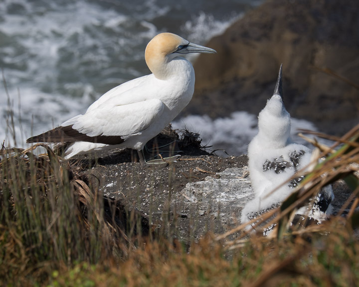 Gannet and child