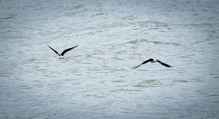 Seagulls