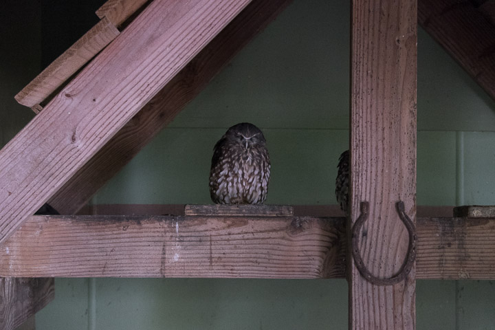 One and a third Moreporks