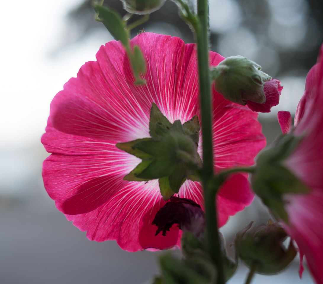 Pink flower in New Zealand