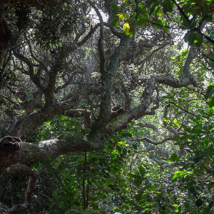 Trees in New Zealand