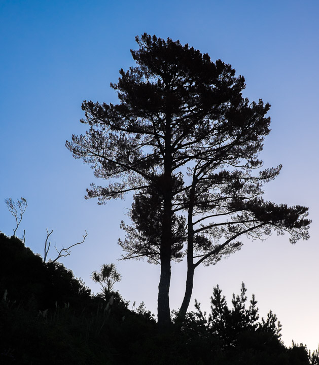 Tree in New Zealand