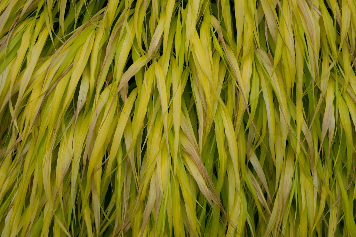 Photo of leaves