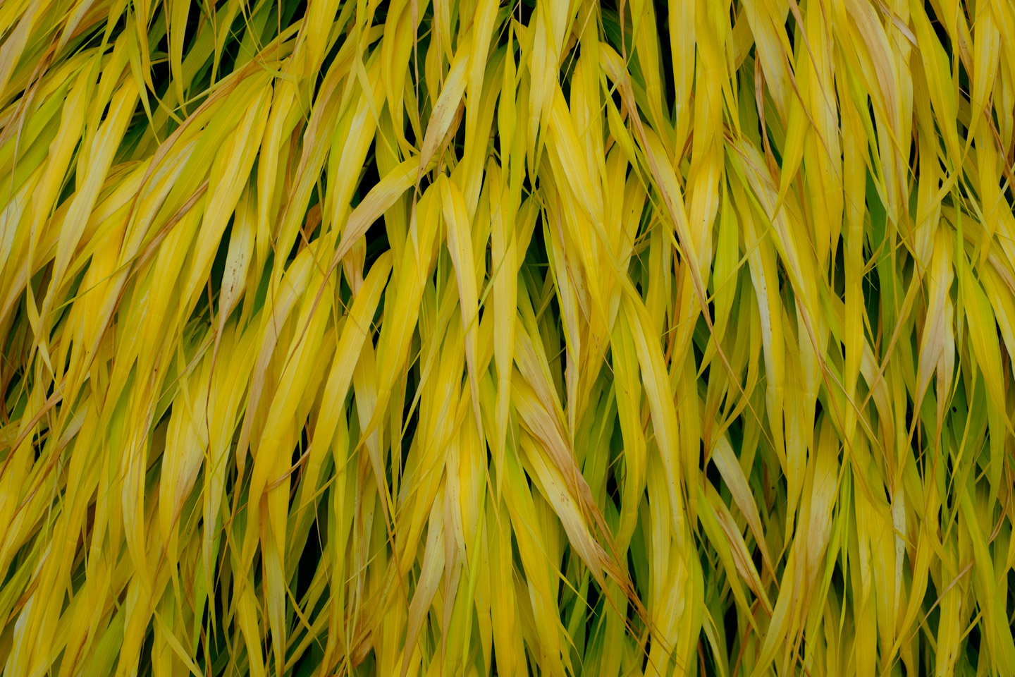 Leaves, Fujifilm “Velvia” treatment