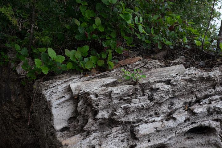 Wet leaves and driftwood