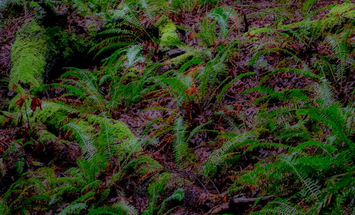 Ferns on Keats island, overprocessed