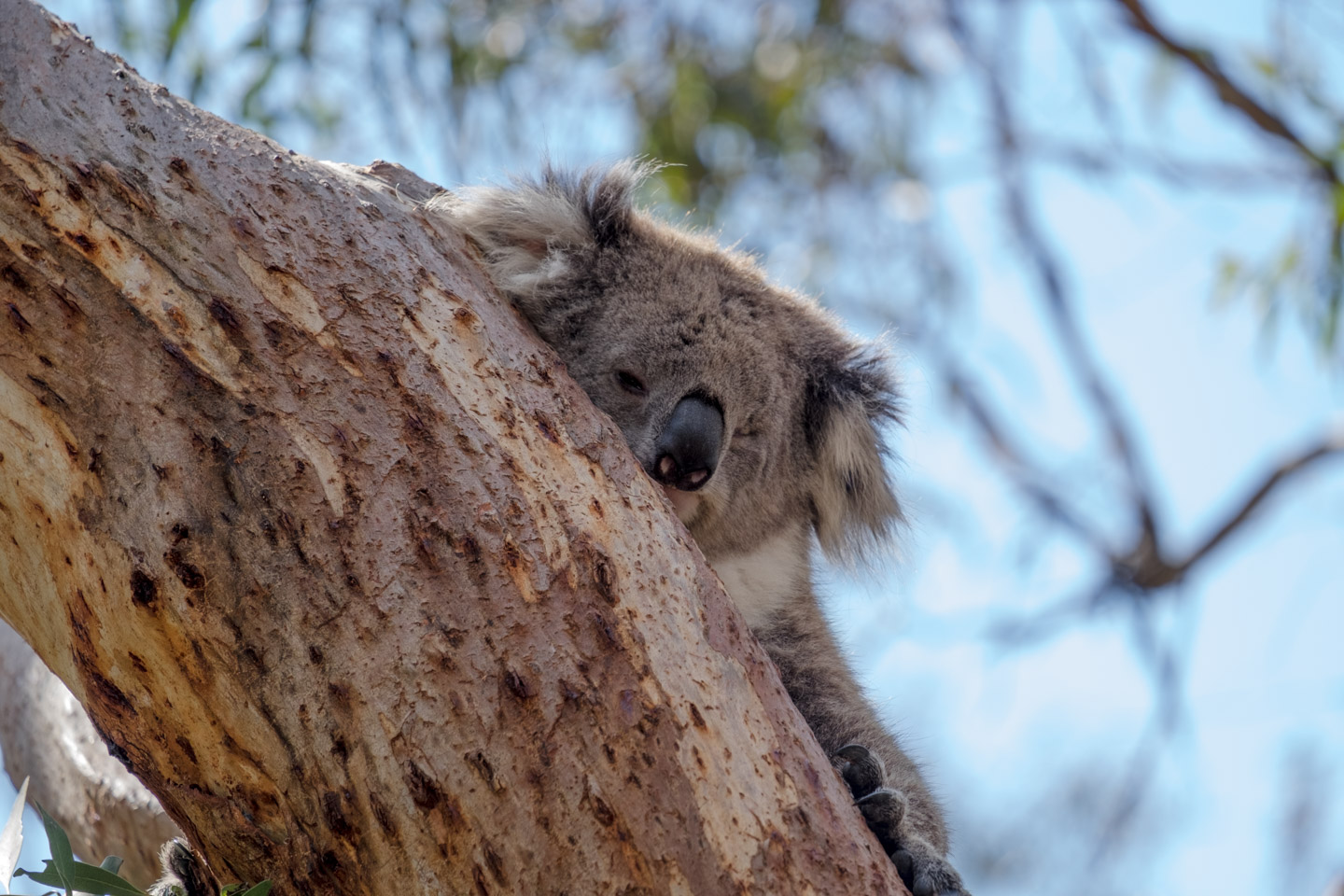 Sleeping koala