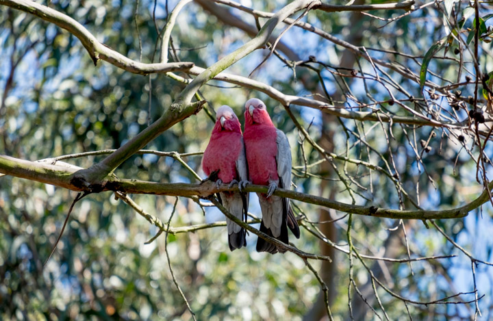 Two Australian Galahs