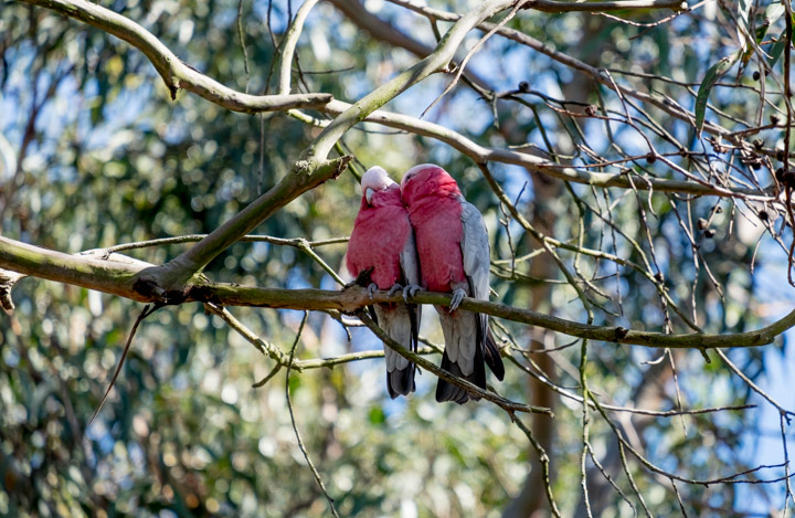 Galahs interacting