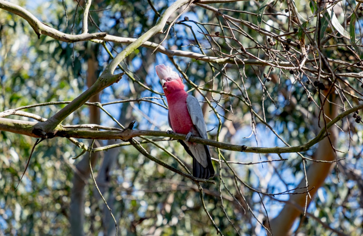 Australian Galah