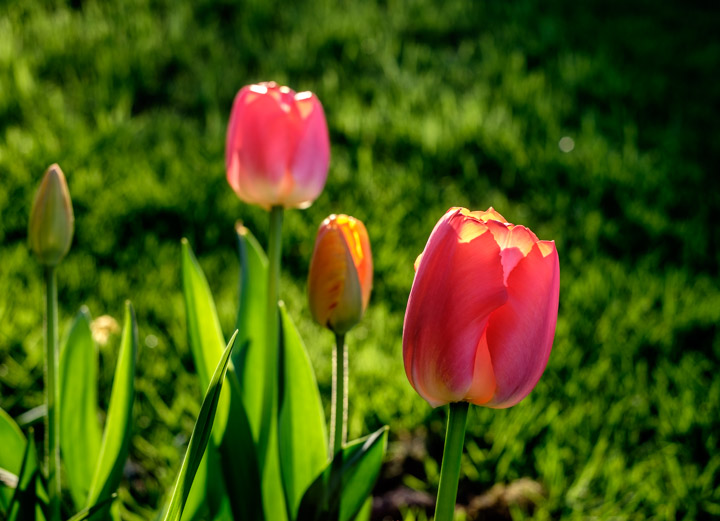 Tulips