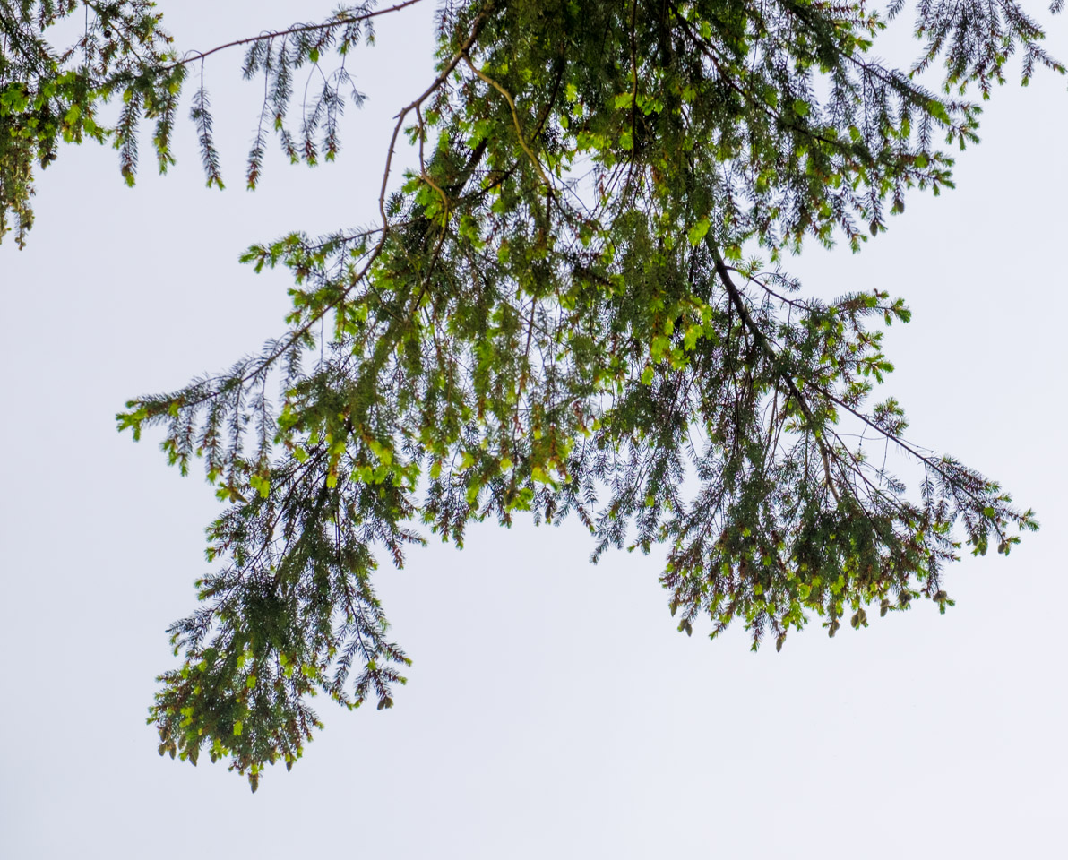 Hemlock branch