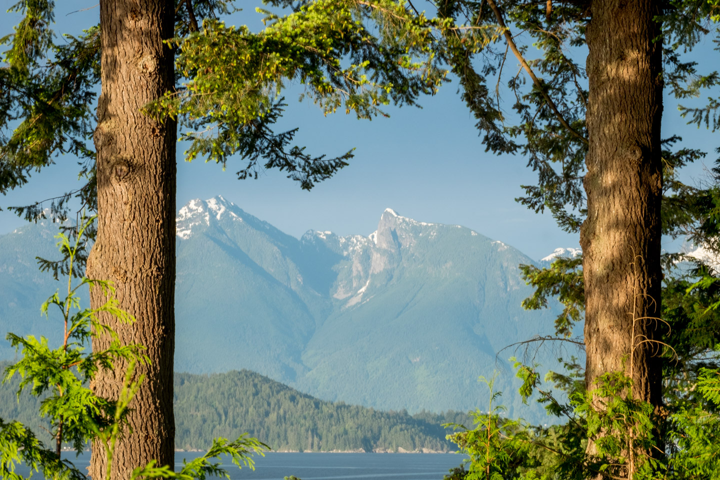 Ocean and Hemlocks