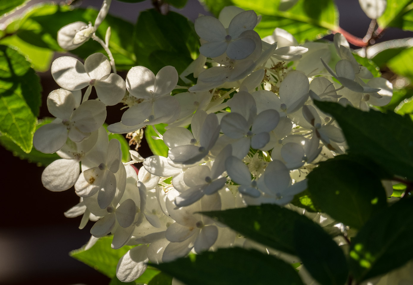 Backlit hydrangea blossoms