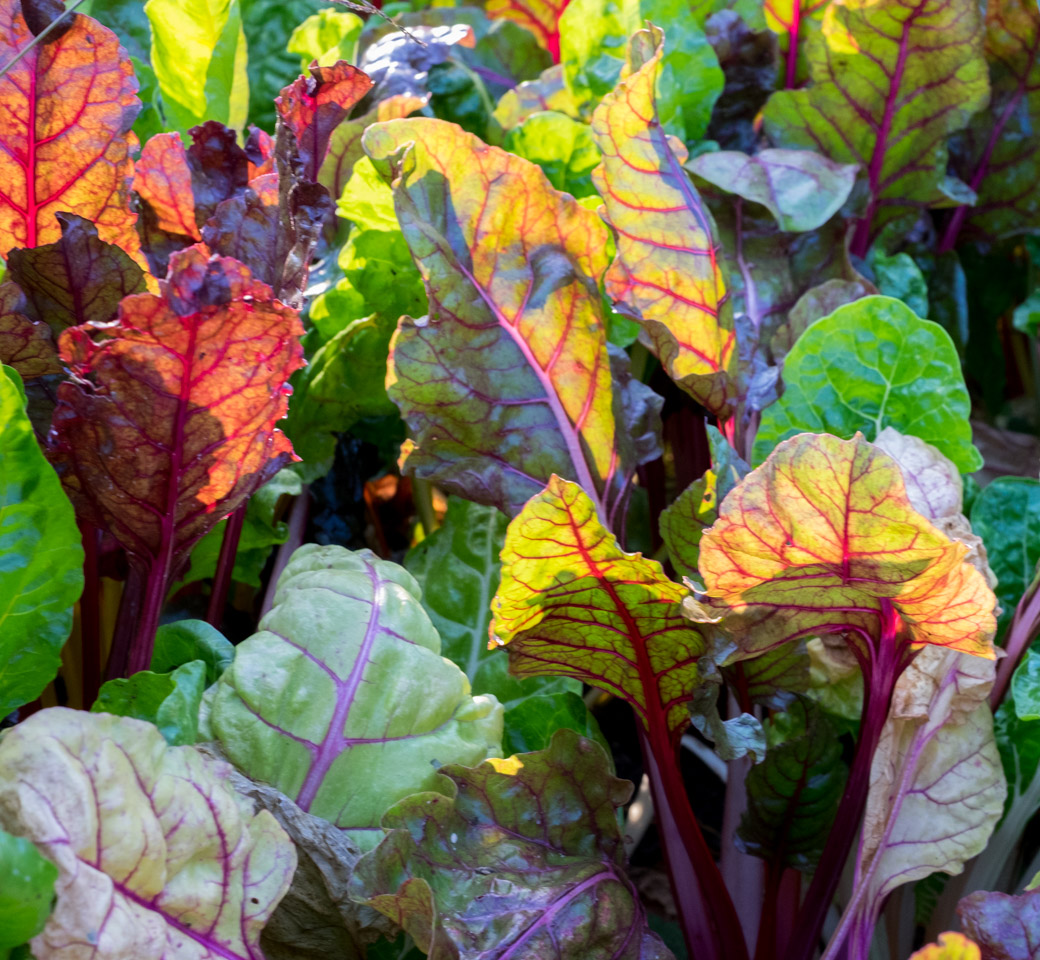 Leafy vegetables sunlight from behind