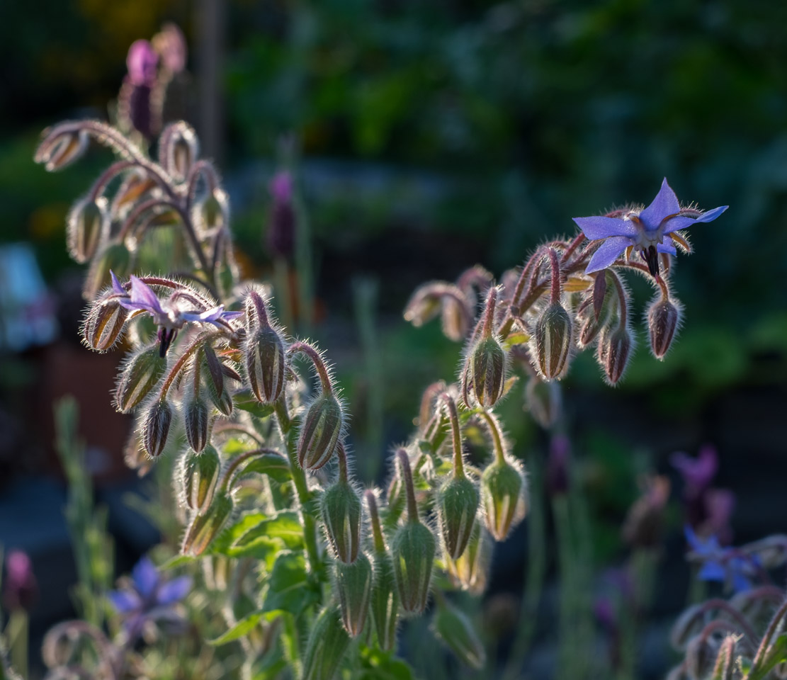 Backlit purple flowers