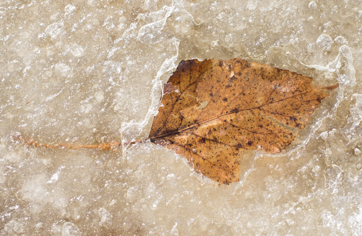 Leaf melts spring ice in the prairie spring